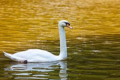 《Fate＆EXTRA Record》宣布延期 制作人直言算错时间